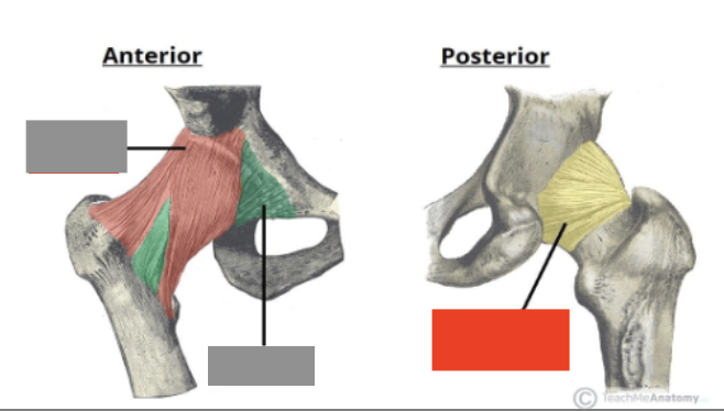 <p>one of three ligaments that surround joint capsule</p>
