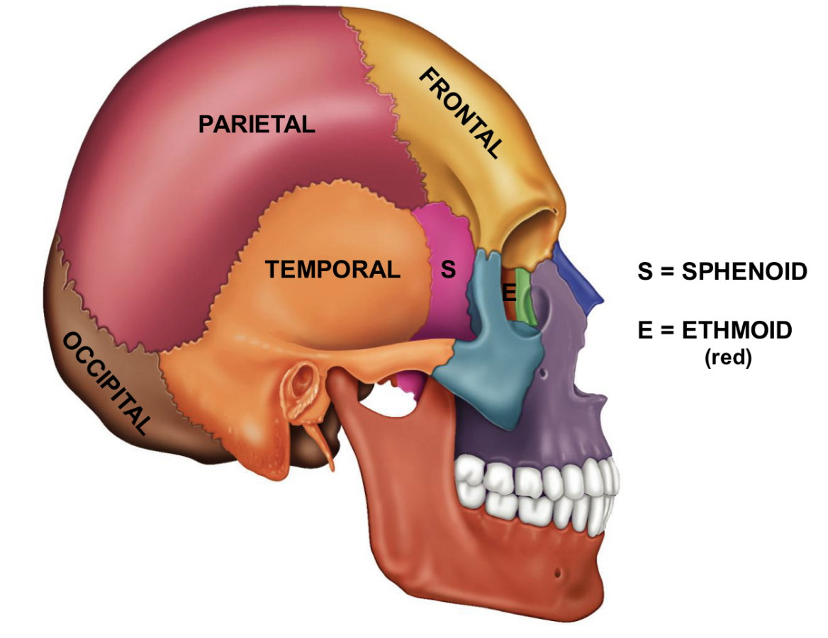 <p>Frontal Bone <strong>Cranial Bones around Brain</strong></p>