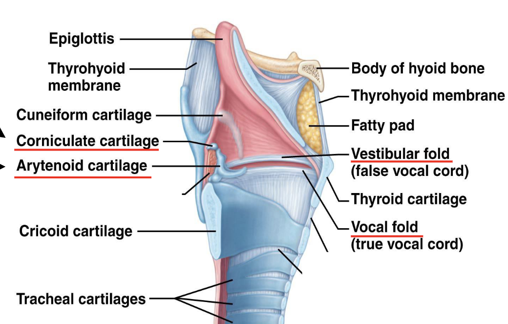 <p>Structure </p><ul><li><p>Cartilaginous structure connecting pharynx to trachea</p></li><li><p>What connects the pharynx and the trachea</p></li></ul><p></p><p>Function </p><ul><li><p>Maintains open airway</p></li><li><p>Produces sound (voice)</p></li><li><p>Prevents food entering airway during swallowing</p></li></ul><p></p>