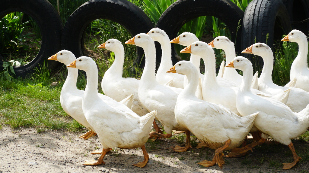 <p>Стая</p>