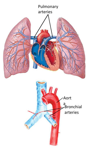 pulmonary veins
