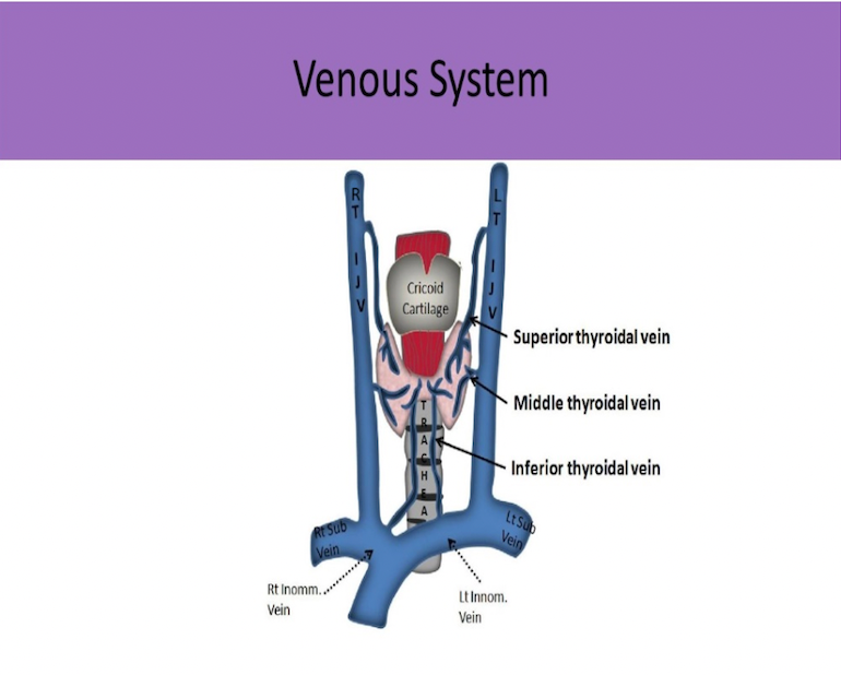 <p>D. subclavian vein</p><p>The internal jugular vein merges with the subclavian vein to form the brachiocephalic vein. The brachiocephalic vein is also referred to as the innominate vein.</p>
