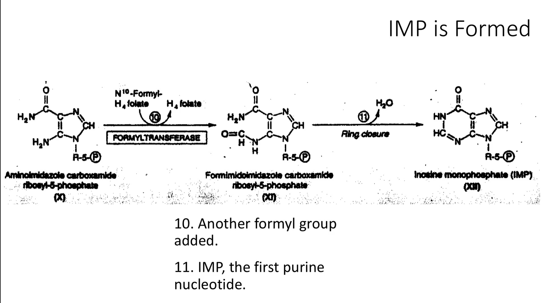 <p><u>IMP is Formed</u></p><ol start="10"><li><p>Aminoimidazole carboxamide ribosyl-5-phosphate (X) → Formimidoimidazole carboxamide ribosyl-5-phosphate (XI)</p></li></ol><p><strong>FORMYLTRANSFERASE</strong></p><p>(again it comes from tetrahydrylfolate)</p><p>Another formyl group added. </p><ol start="11"><li><p>Formimidoimidazole carboxamide ribosyl-5-phosphate →<strong> Inosine monophosphate (IMP)</strong></p></li></ol><p>H₂O leaves<br><strong>Ring closure</strong></p><p><strong>IMP</strong>, the <strong>first purine nucleotide</strong> because IMP has the sugar, the phosphate and the nitrogen base, it’s a nucleotide. </p>