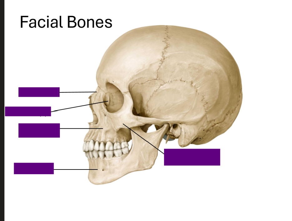 <p>Label the Facial Bones</p>