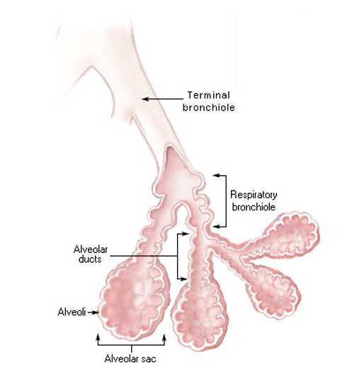 <p>Bronchioles that branch into two or more alveolar ducts</p><ul><li><p>The <strong>respiratory zone </strong>begins here, with alveoli budding from the walls</p></li></ul><p></p>