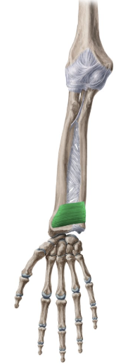 <p>pronator quadratus</p>