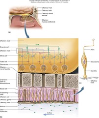 <p>The sense of smell, involving olfactory cells located in the olfactory mucosa.</p>