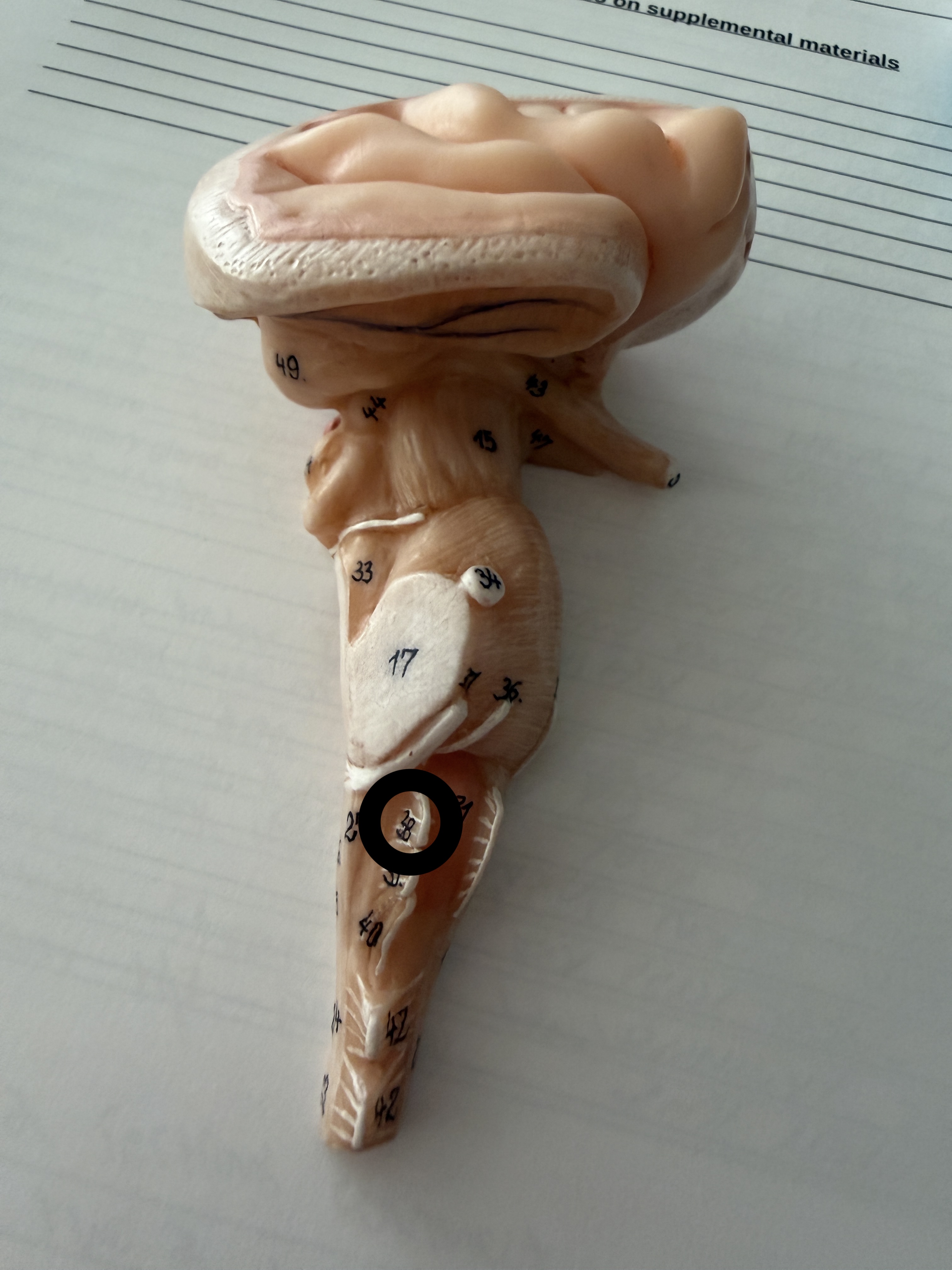 knowt flashcard image