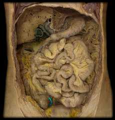 <p>identify the structure</p>
