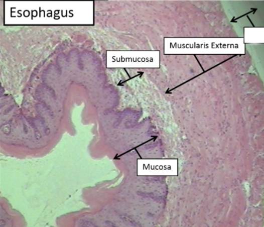 <p>Identify the submucosa </p>
