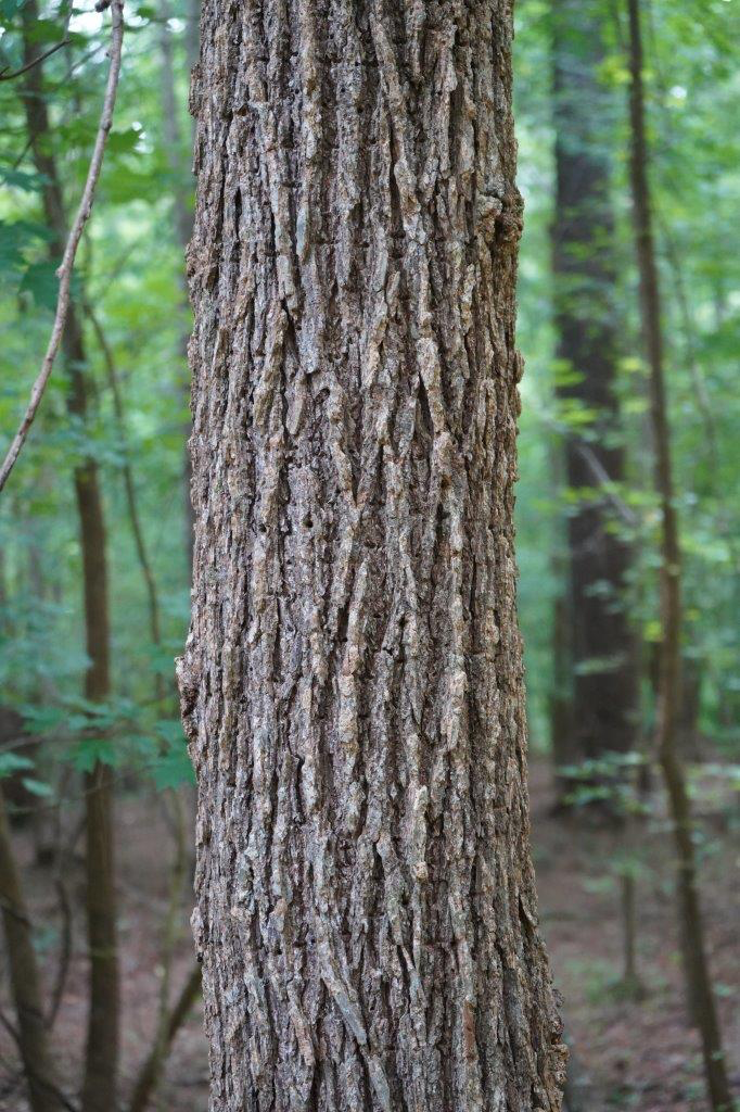 <p>Family: Ulmaceae</p><p>Genus: Ulmus</p><p>Species: alata</p><p>Common Name: Wahoo elm</p>