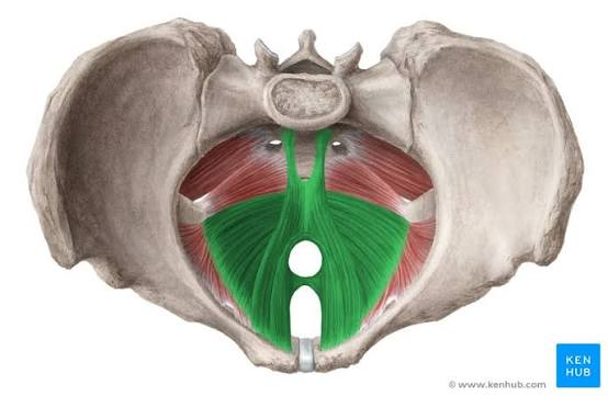 <p>What is the muscle highlighted in green</p>