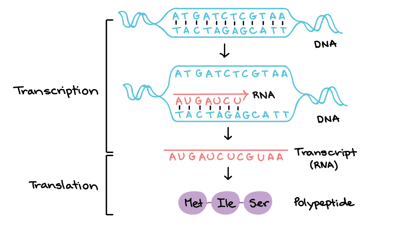 <p>Transcription</p>