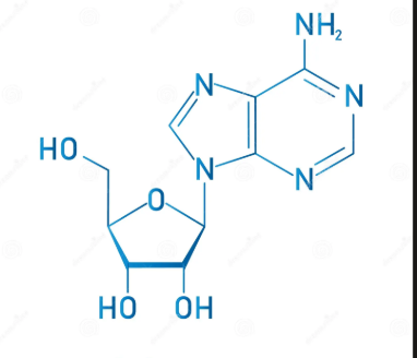 <p>nucleoside or nucleotide? </p>