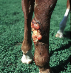 <p>proud flesh</p>