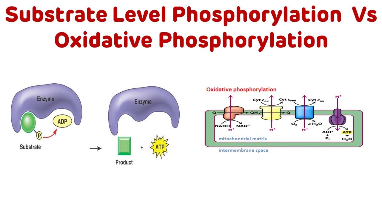 <ul><li><p><strong>Substrate-level phosphorylation</strong> – energy from breaking down food molecules is used <u>directly </u>to make ATP from ADP + phosphate.</p></li><li><p><strong>Oxidative phosphorylation</strong> – energy from activated carriers (like NADH) drives ATP production, mainly on the <strong>inner mitochondrial membrane</strong>.</p></li></ul><p></p>