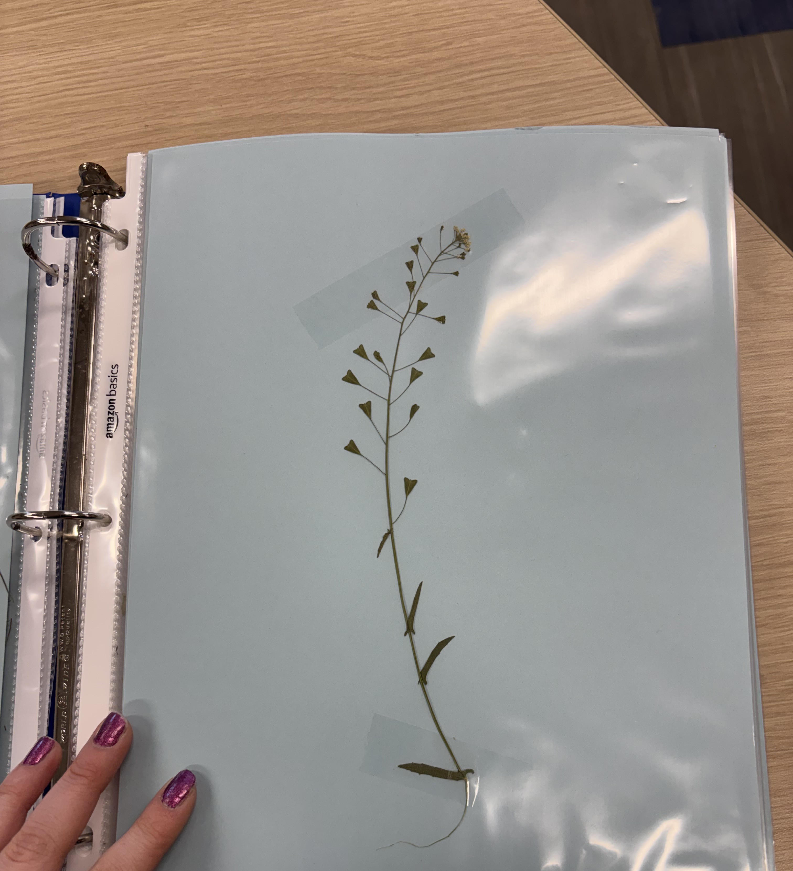 <p>Plant</p>
