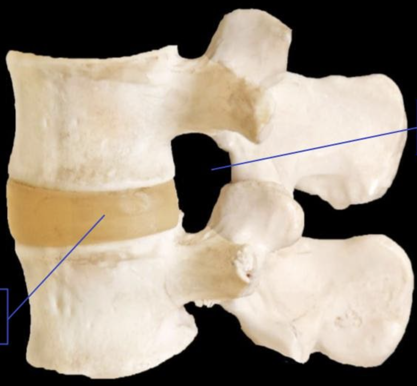 <p>Label the tagged areas from left to right</p>