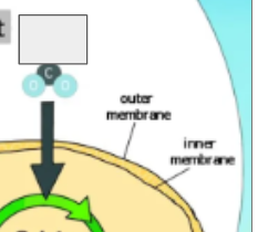 <p>photosynthesis cycle: name the step</p>