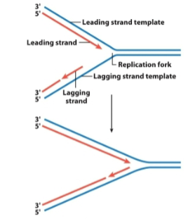 <p>the phosphate group always gets added to the 3’-OH end </p>