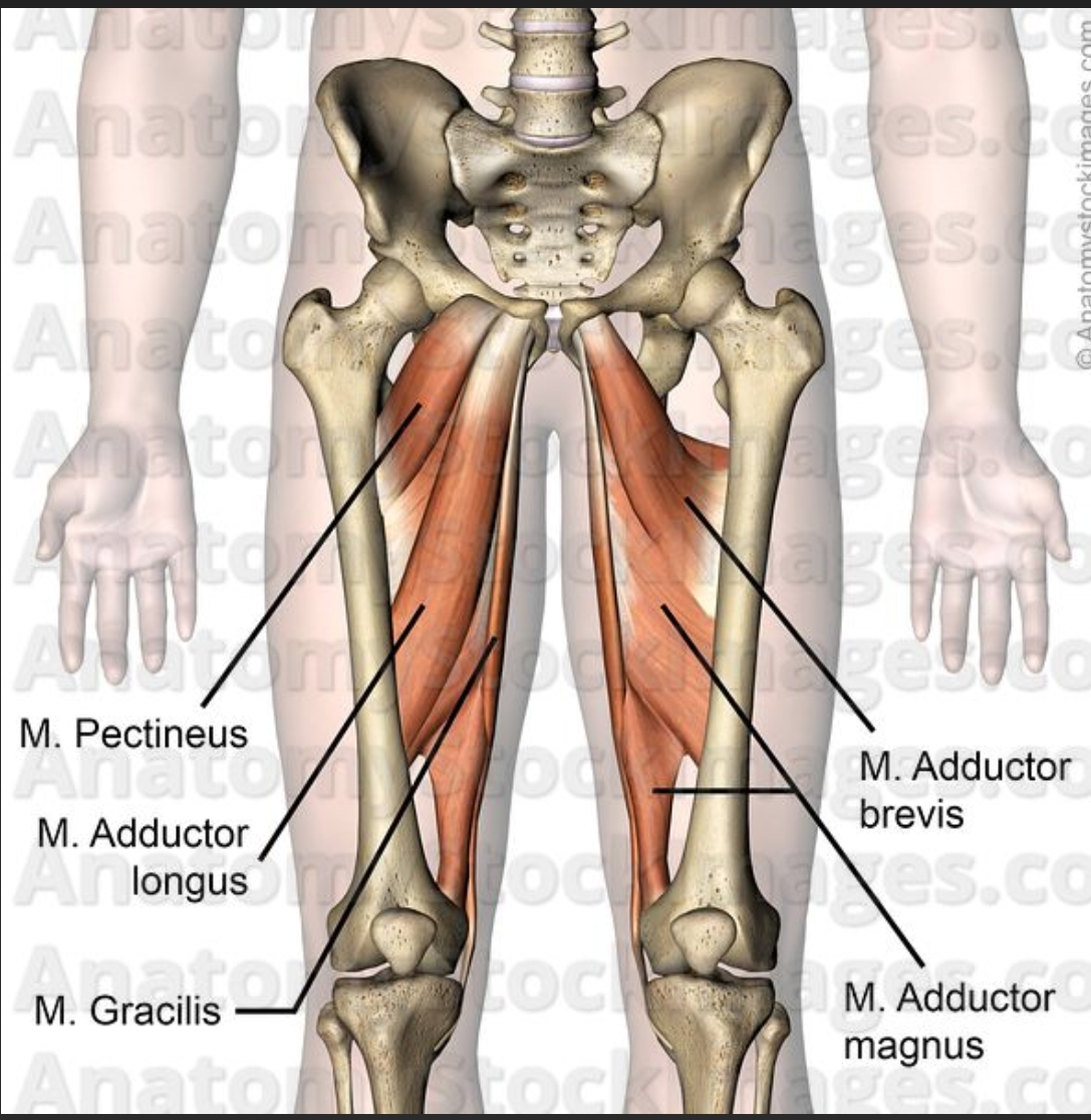 <p>form: adding together</p><p>muscles: grasilis, aductor magnus, longus, brevis, pectinius </p><p>progression: sumo squats with feet far apart </p><p>regression: ball in between legs, squeeze</p>