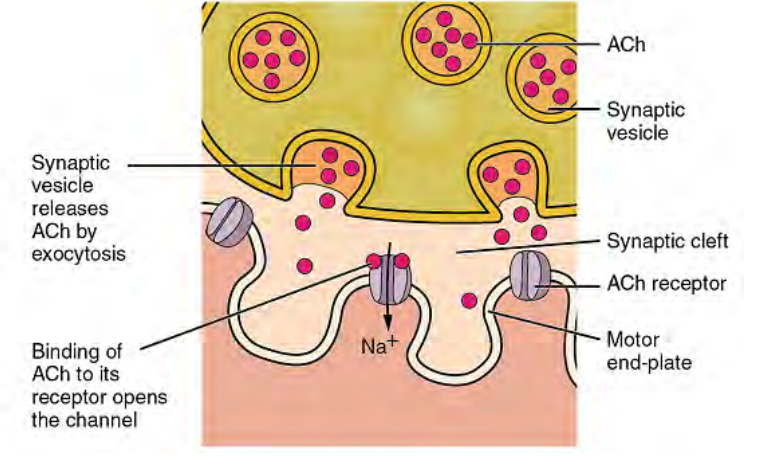 <p>calcium channels open, enters neuron terminal. triggers:</p><p>Synaptic vesicle contains acetylcholine (inside the axon terminal)</p><p>via exocytosis, releases Ach into synaptic cleft, connecting to the ACh receptor of motor end plate.</p><p>channel opens, Na+ floods in!</p>