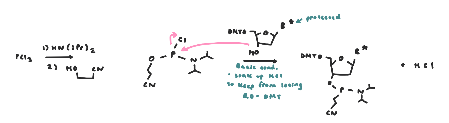 <ul><li><p><span style="background-color: transparent;">The incoming nucleoside, protected at its nucleobase and at its 5’OH is then activated at its 3’OH as a <strong>phosphoramidite </strong>using cyanoethylchloro-<em>N,N</em>-diisopropylphosphoramidite&nbsp;</span></p><ul><li><p><span style="background-color: transparent;">on its own it’s not reactive enough to directly react with the 5’ OH on the growing DNA chain and has a poor leaving group</span></p></li></ul></li><li><p><span style="background-color: transparent;">The reaction at the phosphoryl chloride proceeds via an SN2-like mechanism on the P atom</span></p></li><li><p>figure: activation of incoming nucleotides</p></li></ul><p></p>