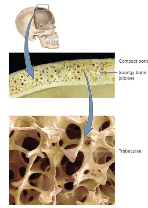 <p>Called dipoler in cranium. <span style="font-size: calc(var(--scale-factor)*22.34px);">Inner and outer tables of compact bone enclosing layer of </span><span style="font-size: calc(var(--scale-factor)*22.37px);">spongy bone in between. Flat bones have this type of snadwich like structure.</span></p>