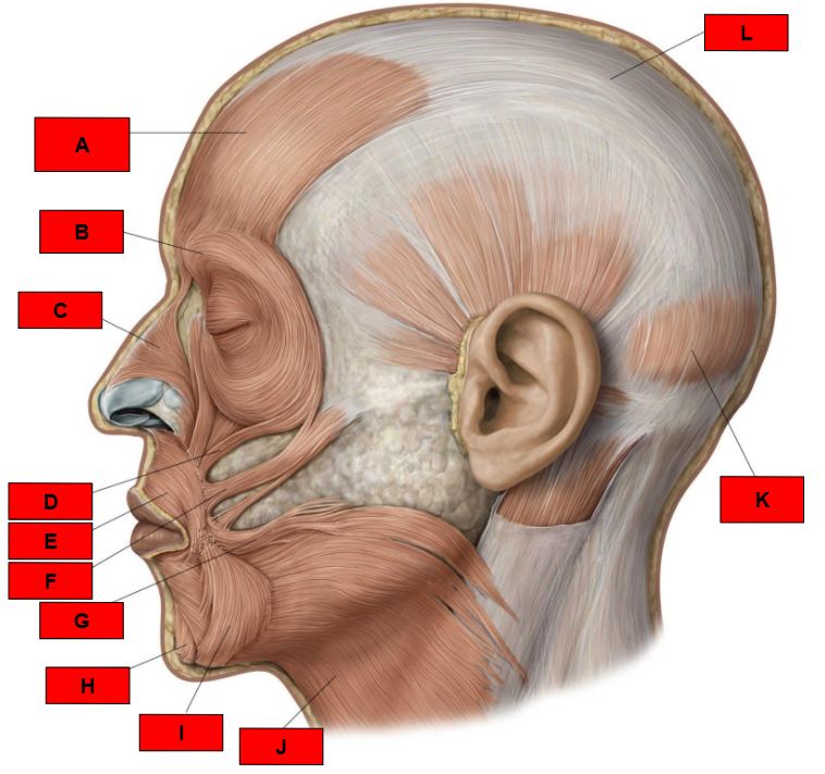 <p>What is indicated by H?</p>