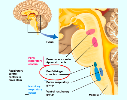 <p>What does the apneustic center do?</p>