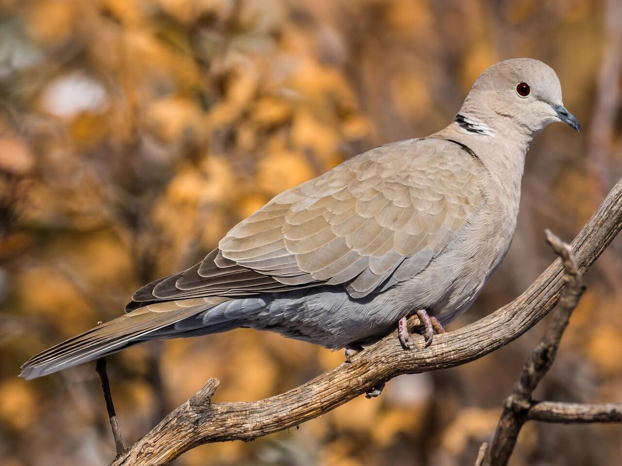 <p>Eurasian collared-dove </p>
