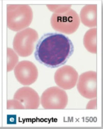 <p>Agranular leukocyte that arises from lymphoid stem cells </p><ul><li><p>There are 3 kinds: NK cells, B cells, and T cells</p></li><li><p>Have large round nucleus with very little cytoplasm</p></li><li><p>Initially form in bone marrow and mature in lymphatic tissues</p></li></ul><p></p>