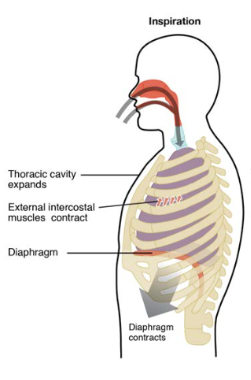 <p>Muscles cause the volume to become larger</p><ul><li><p>Diaphragm contracts and moves downwards</p></li><li><p>Abdominal wall muscles relax</p></li><li><p>External intercostal muscles contract, so the ribcage moves upwards and outwards</p></li><li><p>Internal intercostal muscles relax</p></li></ul><p></p>
