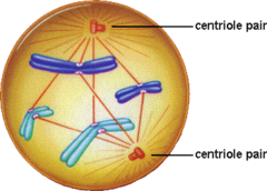<p>kinetochores appear and mitotic spindles attach → chromatin continues to condense</p>
