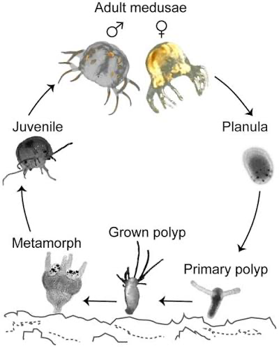 <p>class of medusozoa which is subphyla of cnidarians; <strong>jellyfish</strong>; segmented polyps asexually reproduce, and adult medusa only reproduce sexually</p>