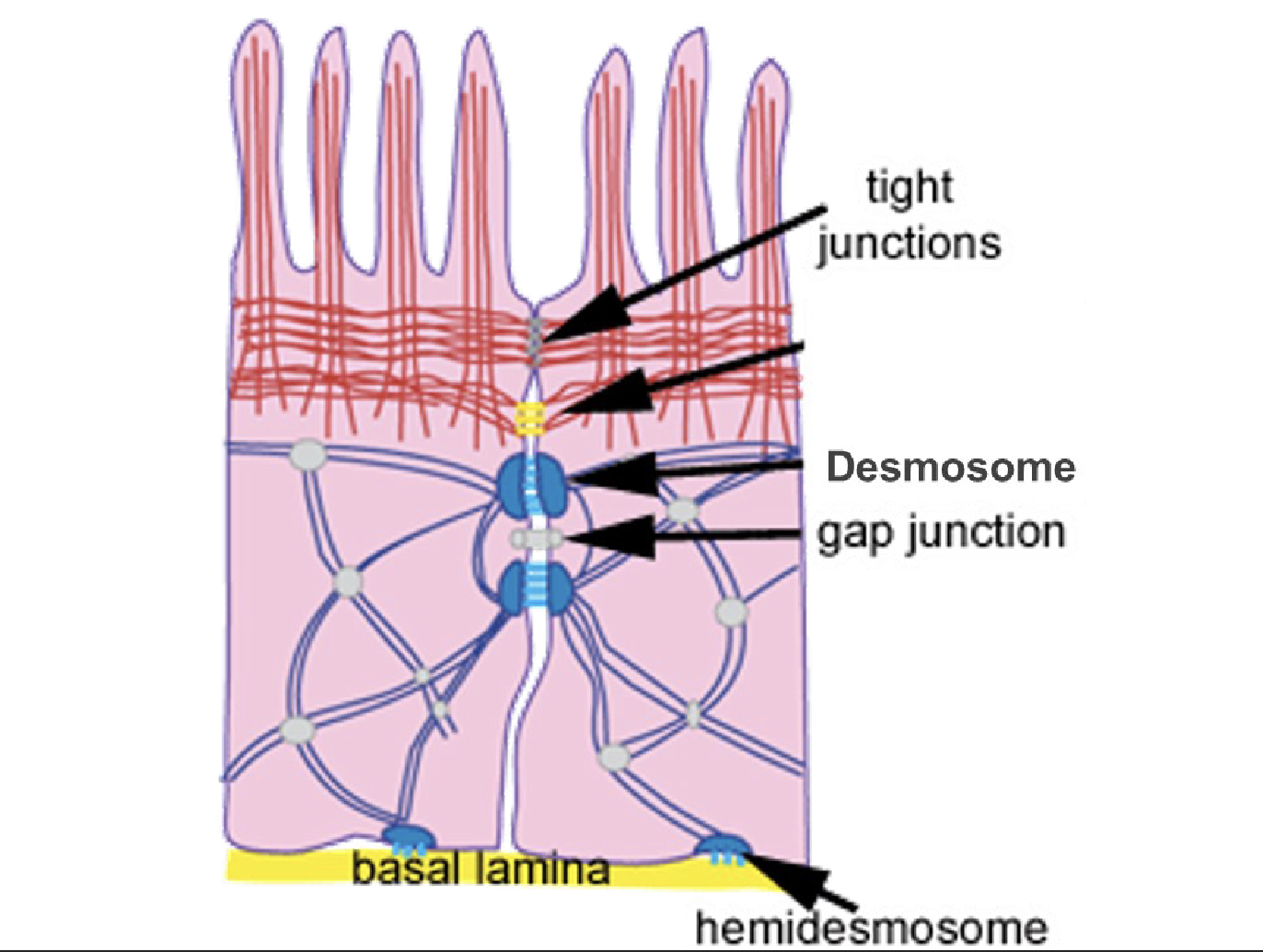 <p>Hemidesmosome- desmosome that holds on to the basement membrane</p>