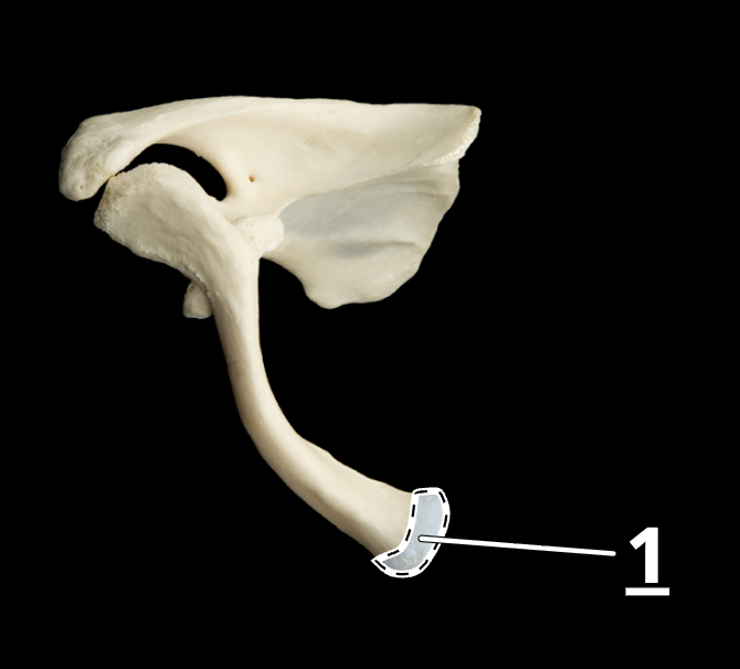 <p>1</p>