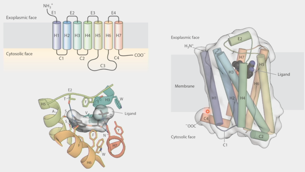 <ul><li><p>large family of receptors that respond to many hormone signals</p></li><li><p>have 7 trans-membrane domains</p></li><li><p>loops on exoplasmic face and cytosolic face are specific for a particular ligand to bind on</p></li><li><p>ligand binding changes overall conformation of receptor → changes ability to bind other proteins</p></li><li><p>hormone binding recruits the G-protein</p><ol><li><p>binding of hormone induces conformational change in receptor</p></li><li><p>activated receptor binds to G<sub>⍺</sub> subunit</p></li><li><p>Binding of GTP to G<sub>⍺</sub> triggers <strong>dissociation</strong> of G<sub>⍺</sub> both from receptor and from G<sub>β𝛾</sub></p></li><li><p>Hormone dissociates from receptor; G<sub>⍺ </sub>binds to <strong>effector</strong> <strong>molecule</strong> in GTP-bound state &amp; <u>activates</u> it</p></li><li><p>Hydrolysis of GTP → GDP causes G<sub>⍺</sub> to dissociate from effector and <strong>reassociate </strong>with G<sub>β𝛾</sub></p></li></ol></li><li><p>not only for hormones!</p><ul><li><p>subfamily that has different specificities for <strong>odorants</strong> (smells)</p></li><li><p>have own specialized G<sub>olf</sub> G-protein</p></li><li><p>~400 genes in humans, ~1200 in mice, dogs, etc.</p></li></ul></li></ul><p></p>