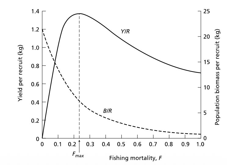 <p>Yield-per-recruit model</p>