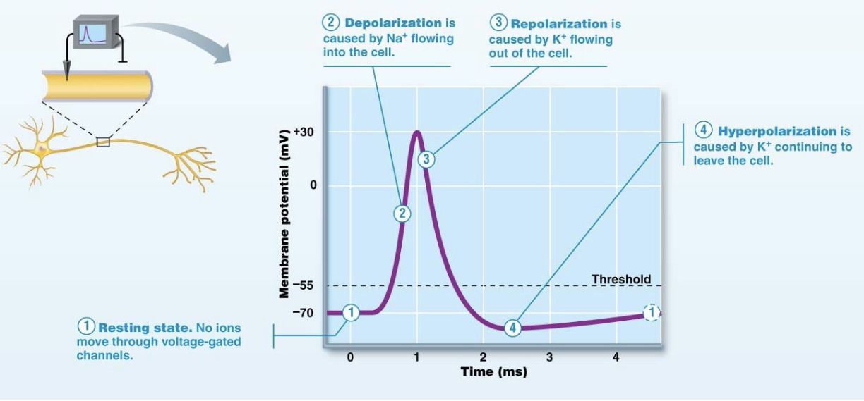 <p>Stages of action potentials </p>