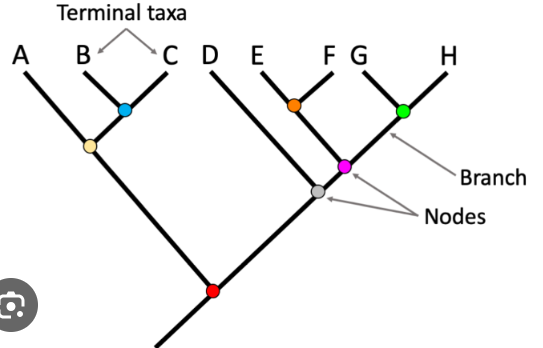 <p>How many ancestors do species E and F share?</p>