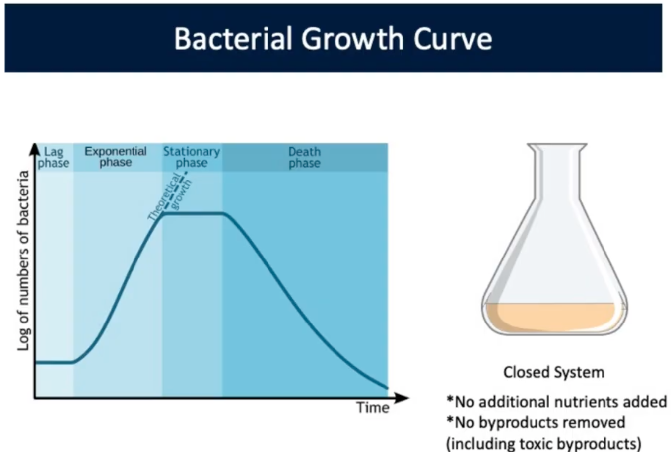 <p>Bacterial Growth Curve (Death Phase)</p>