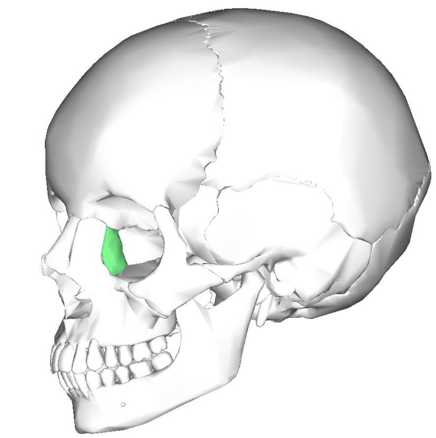 <p><span style="background-color: transparent; font-family: "EB Garamond", serif;"><span>Smallest, most fragile bones of the face; located inside the eye socket, near the tear ducts.</span></span></p>
