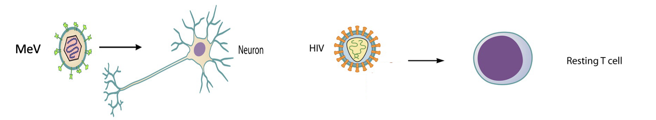<ul><li><p>MeV: Established chronic infection in neurons, ling-lived cells in the central nervous system (CNS)</p></li><li><p>HIV: Established a latent infection in the resting memory CD4+T cells, long-lived cells of the immune system </p></li></ul><p></p>