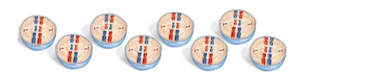 <ol><li><p><span>This is one cell with three homologous pairs of chromosomes pictured in eight different patterns.</span></p></li></ol><p><span>A. What is this diagram illustrating?</span></p><p><span>B. How many daughter nuclei will result from these cells?</span></p><p><span>C. How many different combinations of chromosomes are there?</span></p>