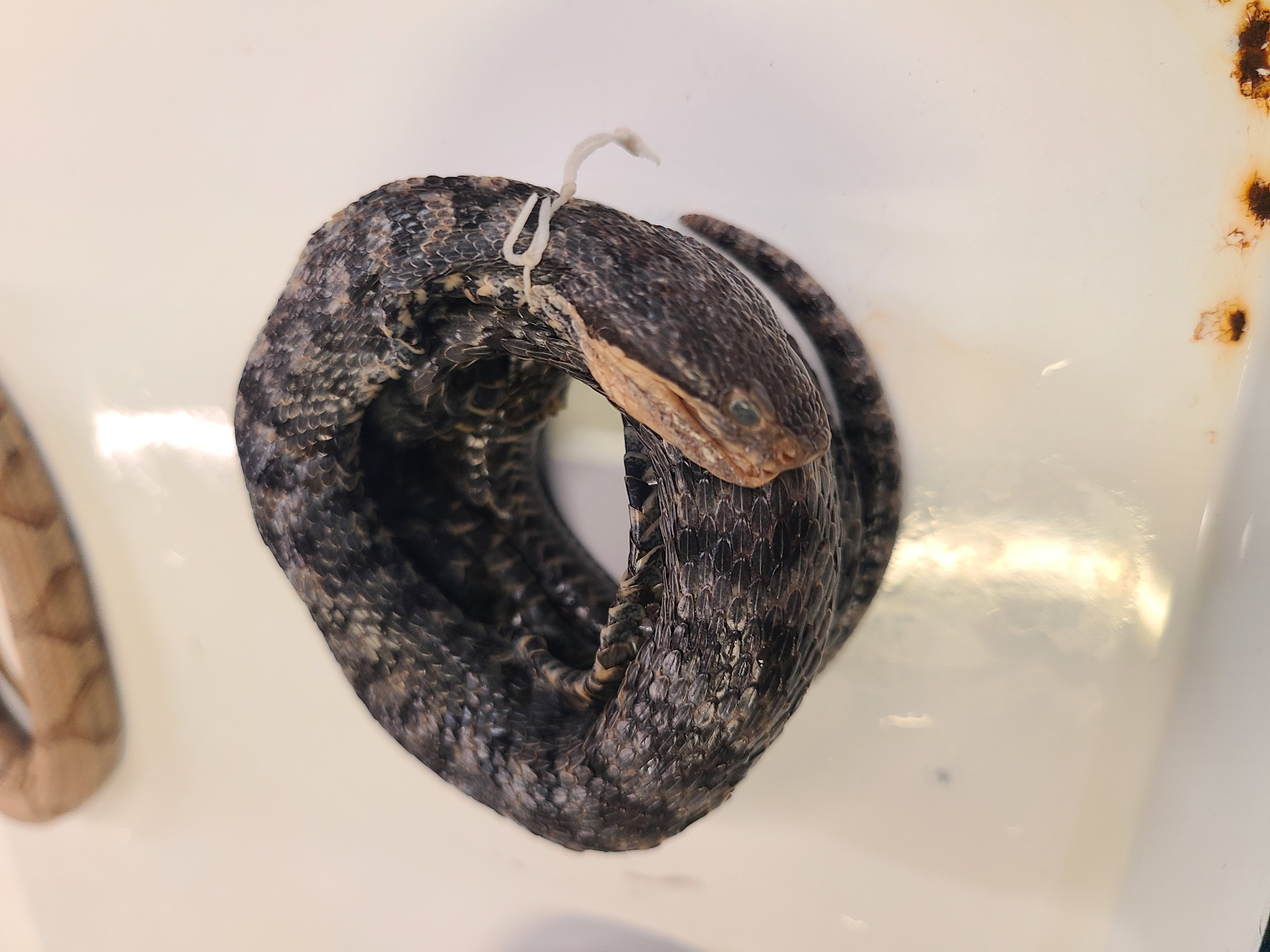 <p>Clade, Family, and Subfamily of Vipera aspis</p>