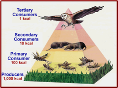 <p>At each trophic level, 90% of energy is lost as heat due to metabolic processes.</p>