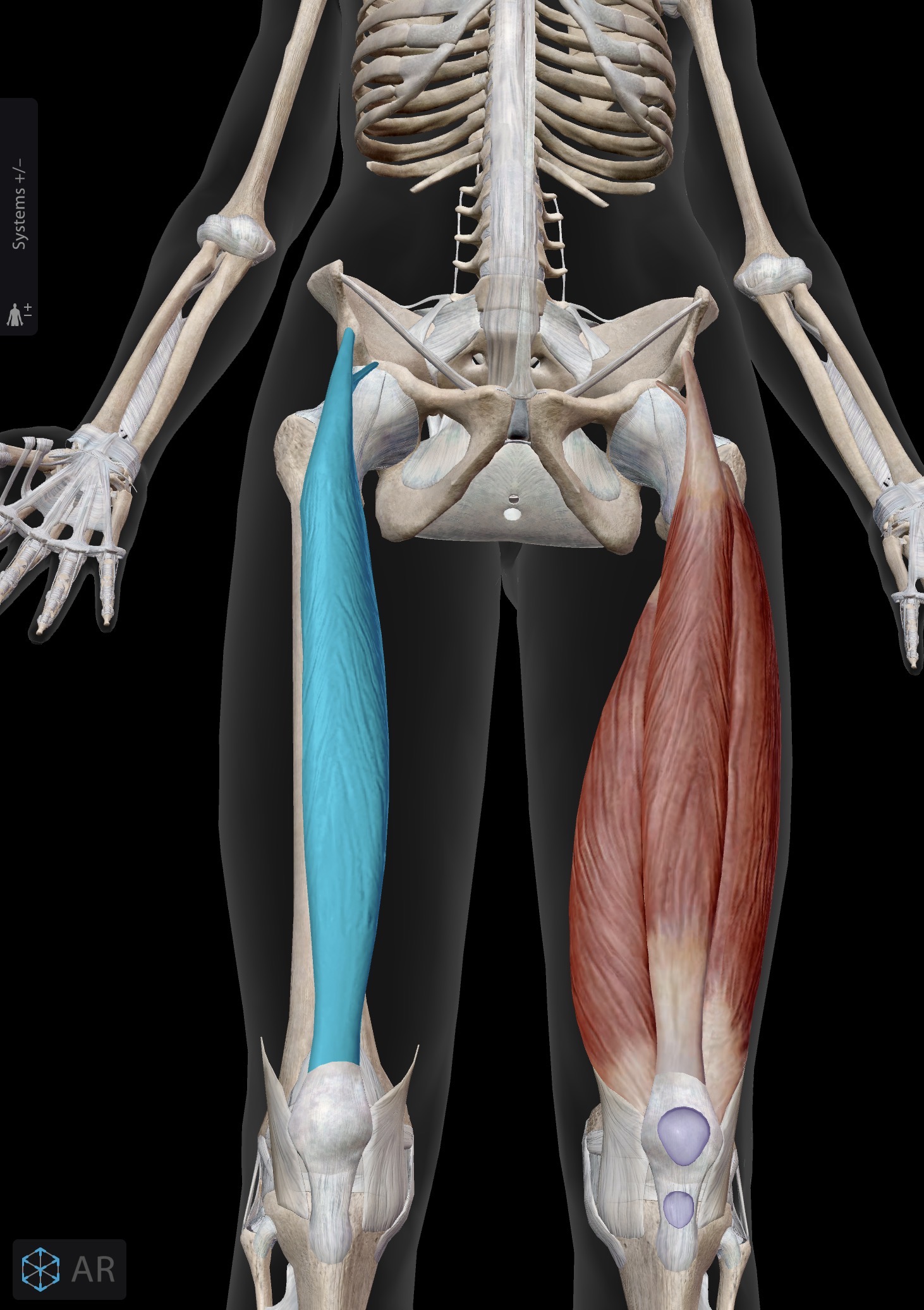 <p>Rectus femoris</p><p>O. Anterior inferior iliac spine</p><p>I. Patella (via quadriceps tendon) and tibial tuberosity (Via patellar tendon/ligament)</p><p>A. Hip flexion with knee extension </p><p>In. Femoral nerve</p>