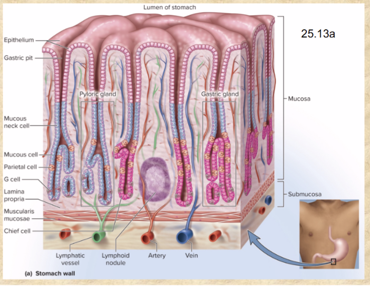 <p>depressions in gastric mucosa</p><ul><li><p>pyloric glands in pyloric region</p></li><li><p>gastric glands in rest of stomach</p></li></ul><p></p>