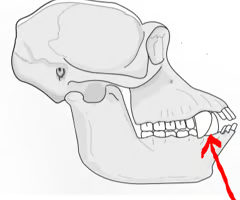 <p><span>Teeth used to tear and rip food.</span></p>